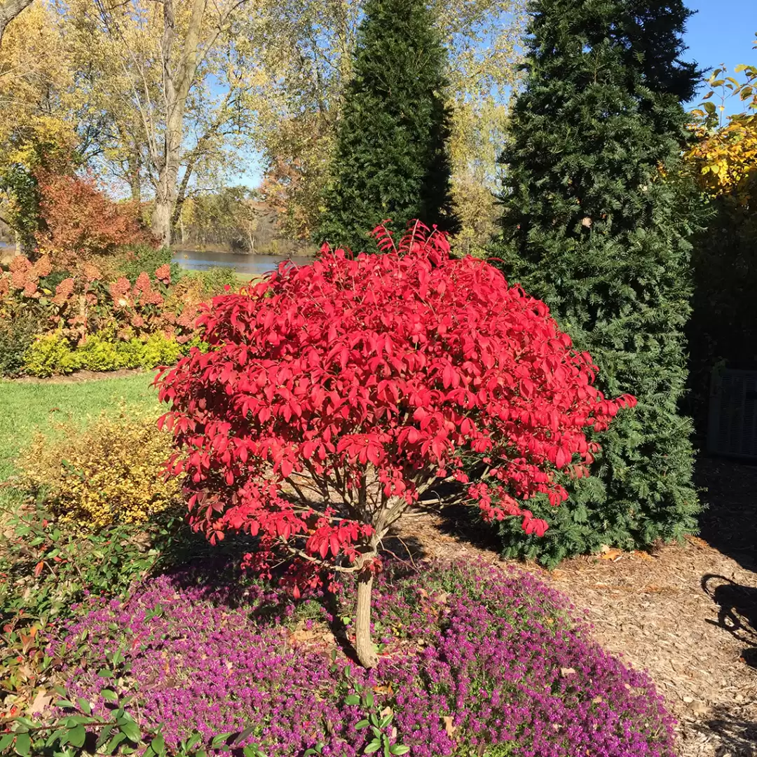 Unforgettable Fire Euonymus red foliage in tree form in the landscape